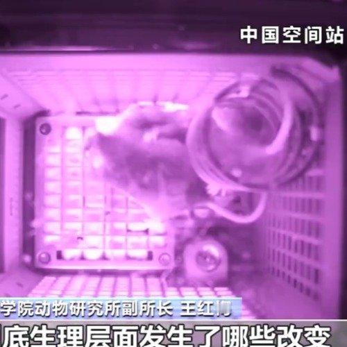 最近有个超有意思的航天新闻刷爆全网——咱们国家的“太空小鼠”返回地球后，居然顺利