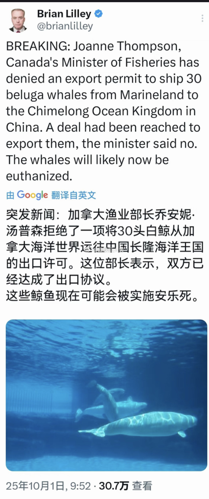 加拿大海洋馆因为经费不足，卖给中国三十头白鲸，却被加拿大部长喊停，现在这些白鲸可