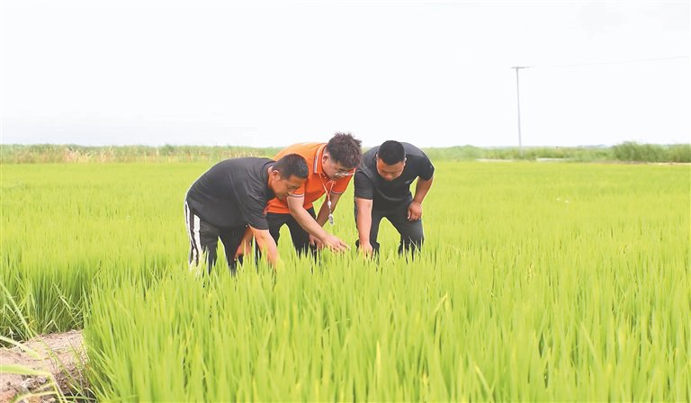 “小龙虾养殖险”护航稻农增收