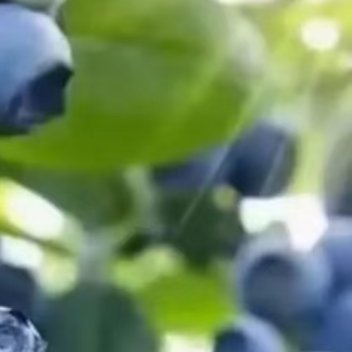 0000蓝莓种植:1.土壤；蓝莓喜欢酸性土壤，pH值应在4.0到5.5之间。可以