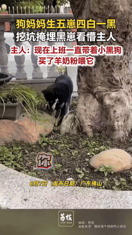 “解释不清了”！广东佛山，狗妈妈一口气生下5只小狗，怕狗妈妈忙不过来，主人时常