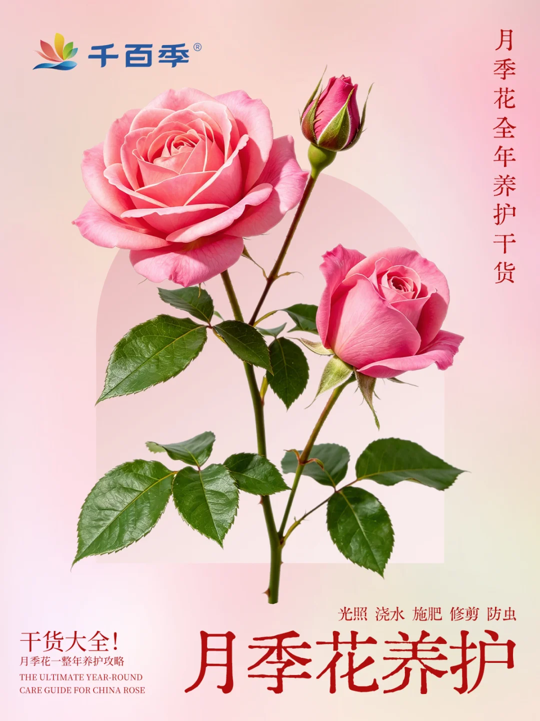 新手养花｜月季花四季完整版养护指南