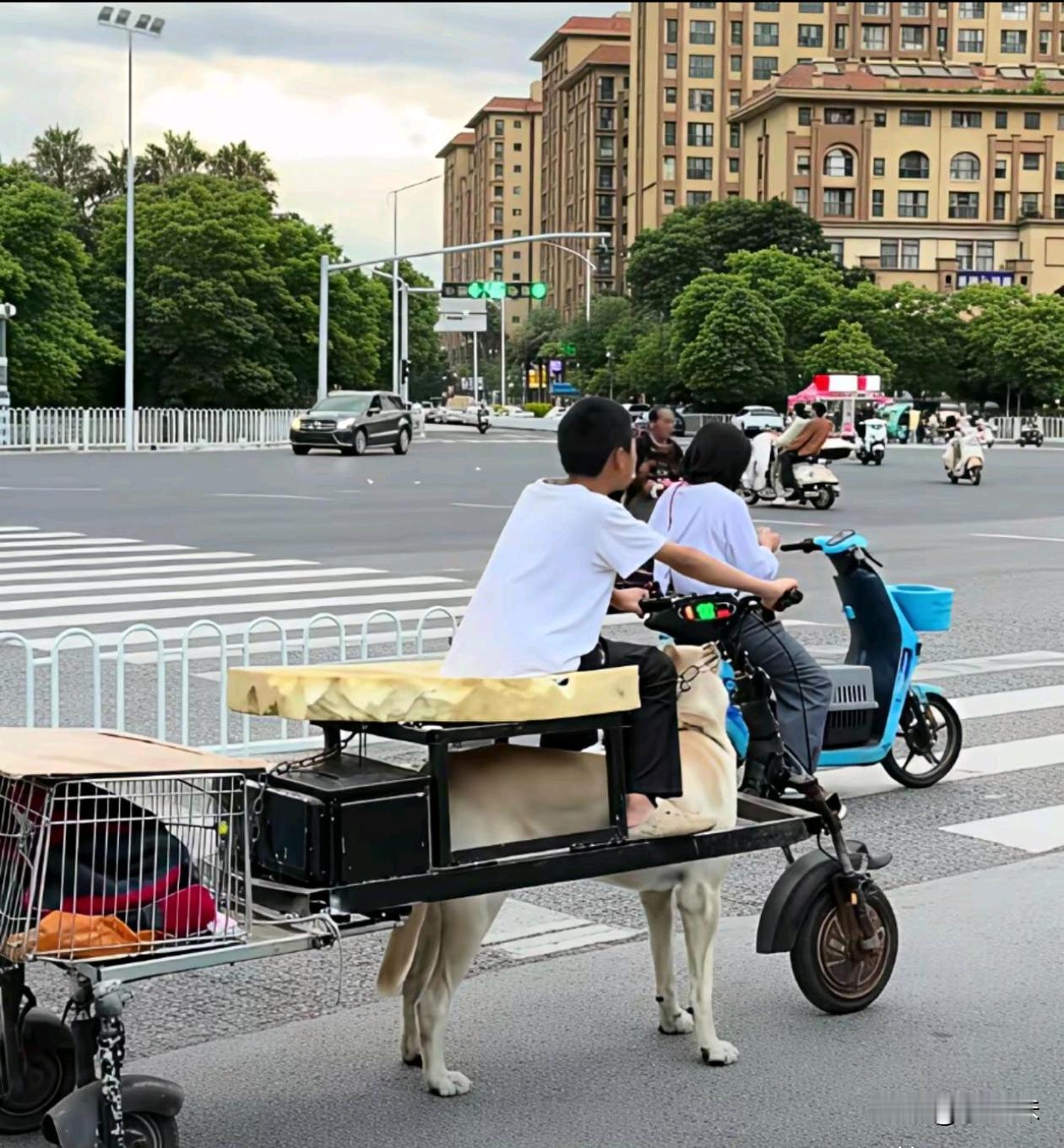 能人辈出啊真的是狗狗不累啊