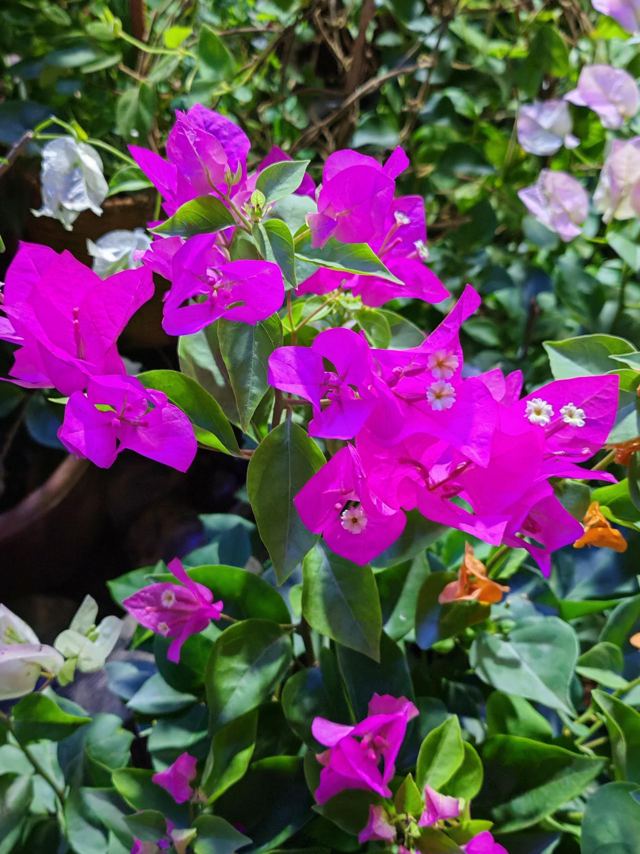 晒出随手拍的花儿深秋时节了，想拍花儿不太容易，家养的簕杜鹃、四季茶花和月季还能看