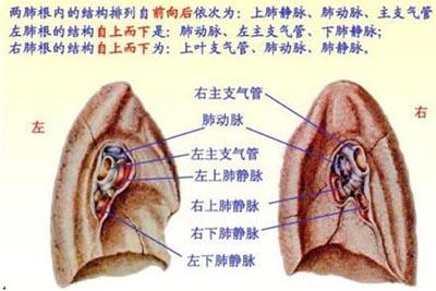 我们人体的肺啊!