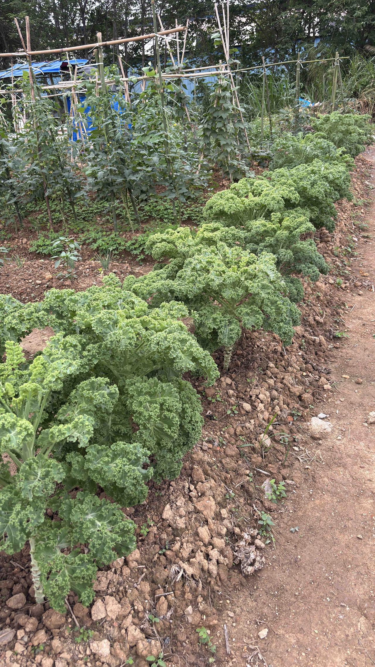 种菜种着，心里愈发感到迷茫了……今天旁边的大叔帮我修剪羽衣甘蓝，他说要是他种了