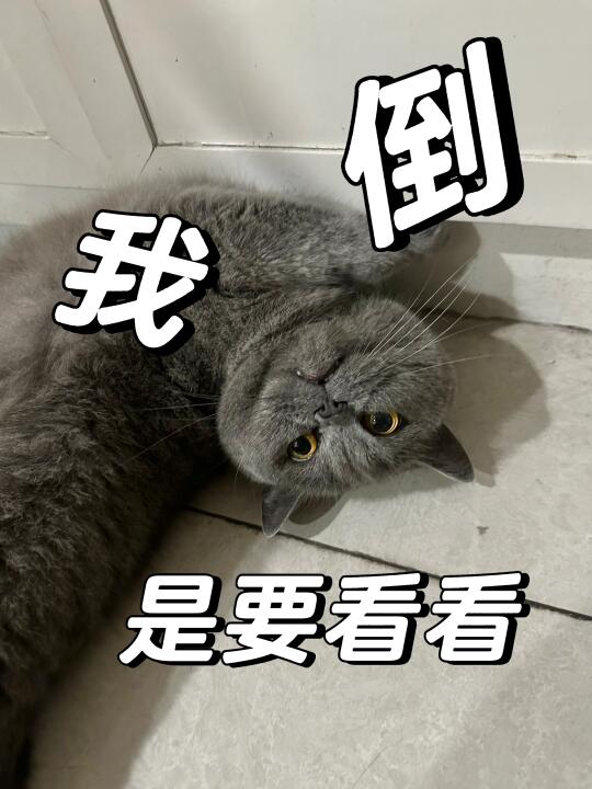 🐱我倒是要看看你有什么本事