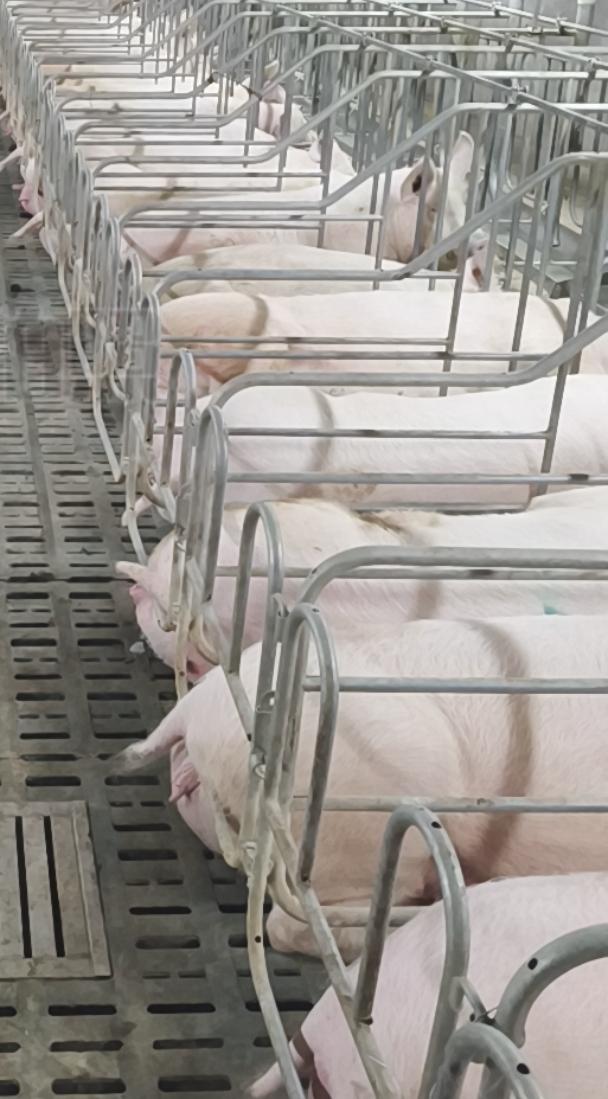 越来越觉得自己找的不是养殖场的工作了，真后悔当时没好好考虑一下，进了个小公司，经