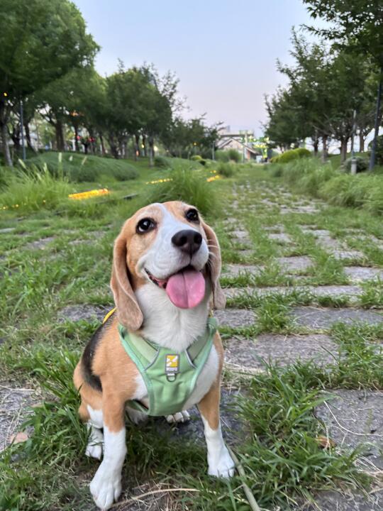 谁家狗狗这么好看🤩