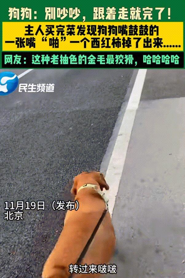 笑不活了！北京，早上主人带狗狗去早市买菜，结果主人刚付完钱它就着急的拉着主人离开