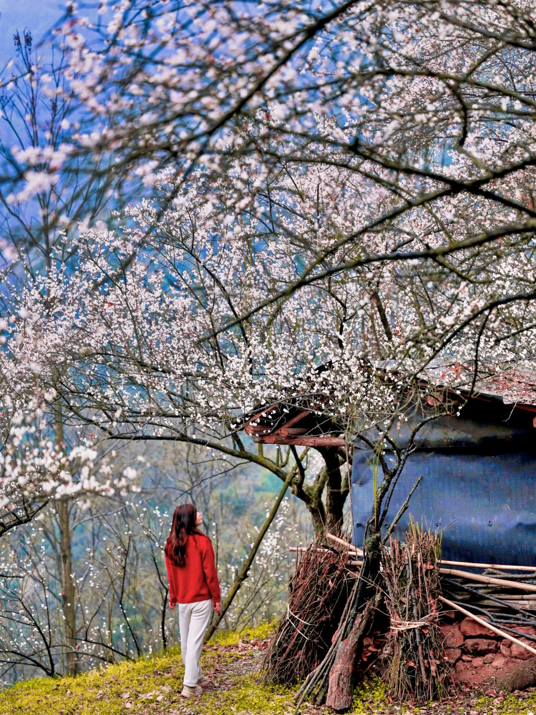 🌸徒步赏梅！码住这6个免费宝藏地就够了！