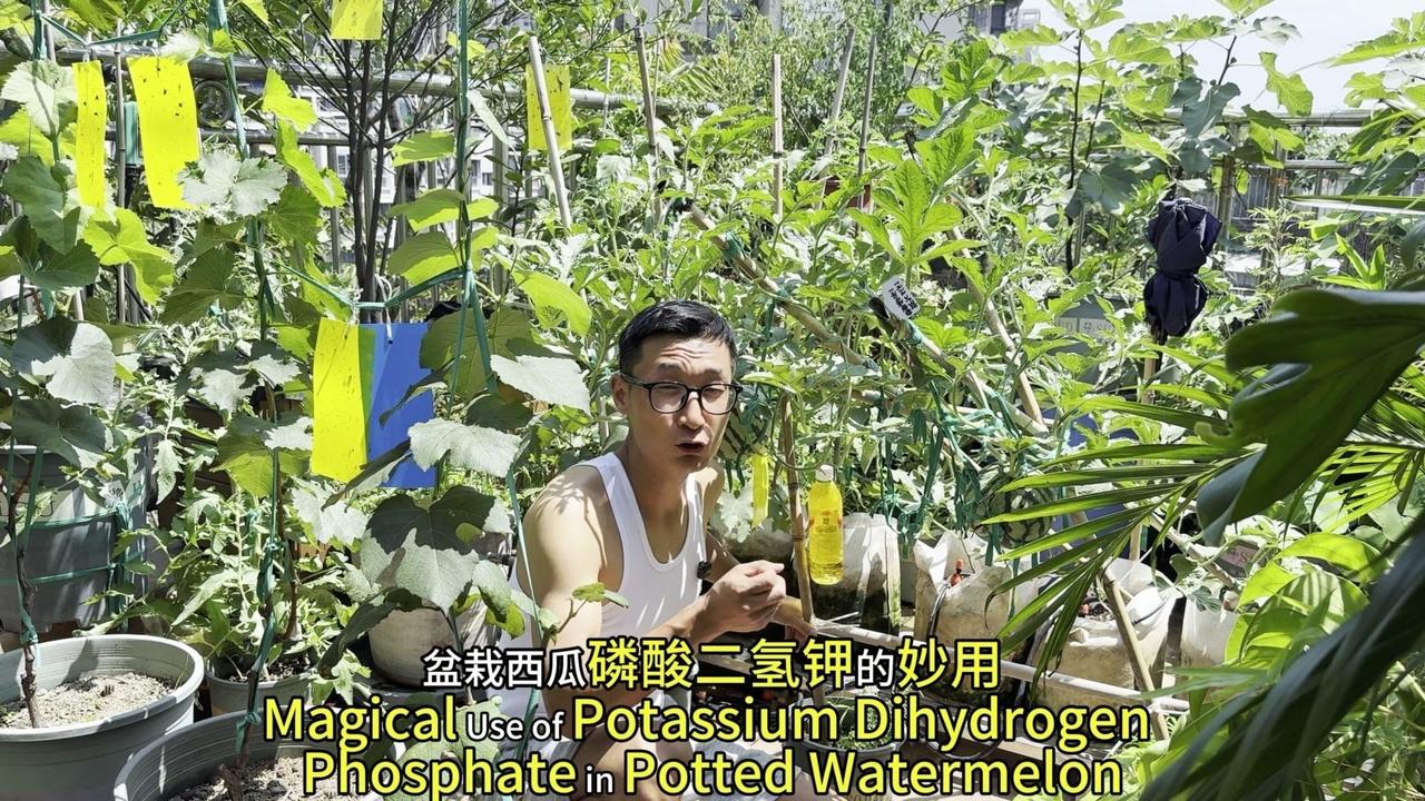 🍃盆栽西瓜想爆芽爆果？磷酸二氢钾这4个浓度用对了，根、蔓、果全搞定！1️⃣