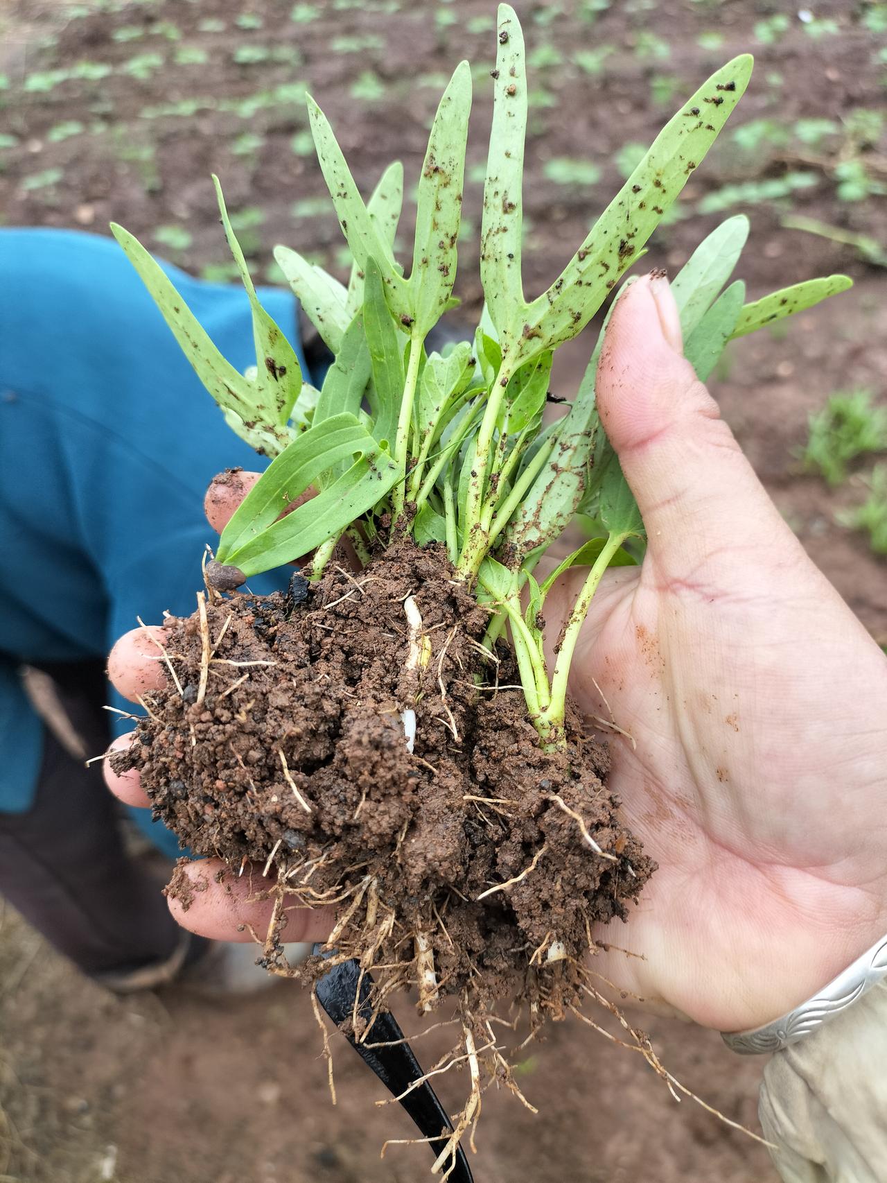 我没有空心菜秧，但房东阿姨去菜地里挖了好几棵给我种，我问她要不要拿钱买？阿姨说：