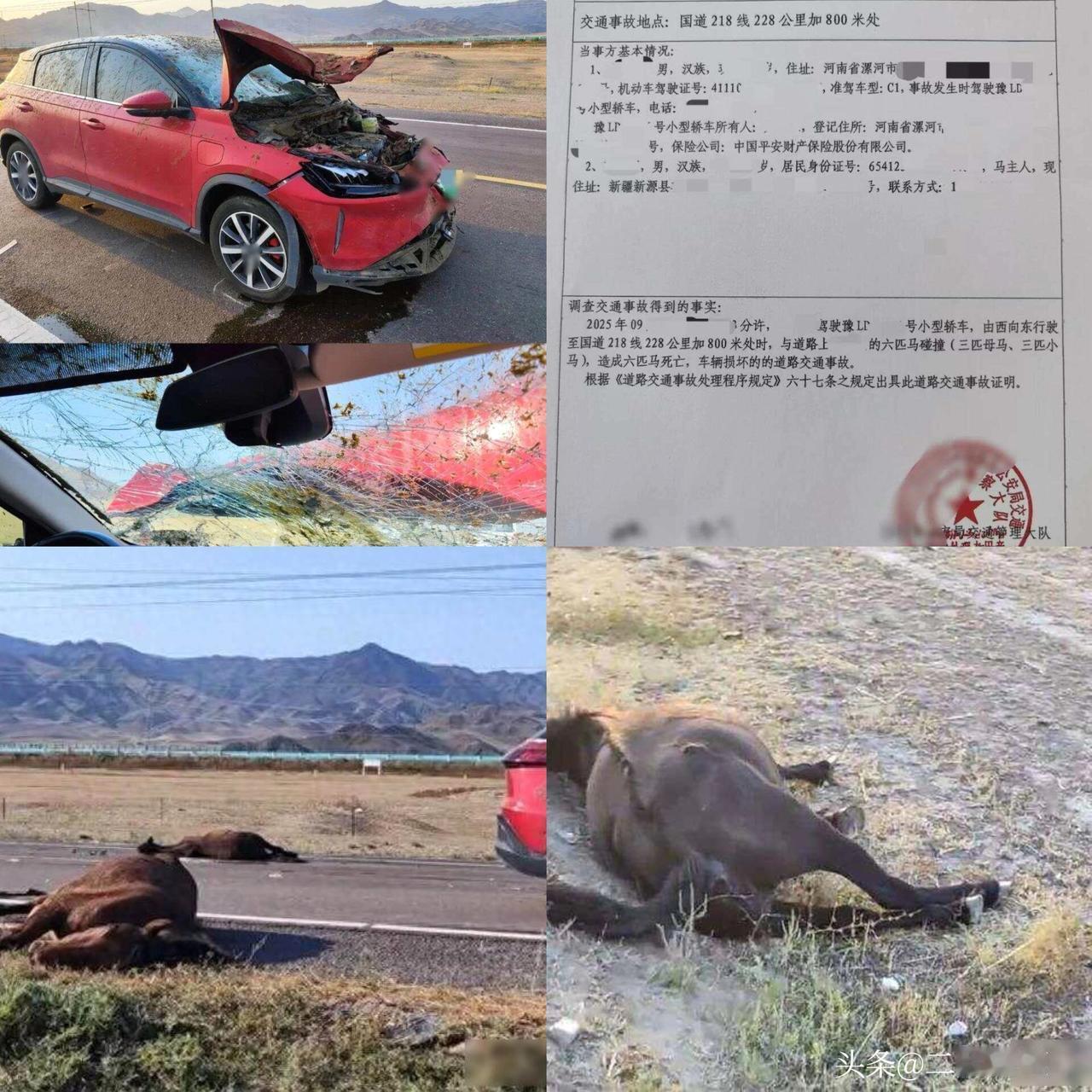 游客在218国道伊犁段自驾撞到马群致6匹马死亡交警回应！新能源车撞上马群致