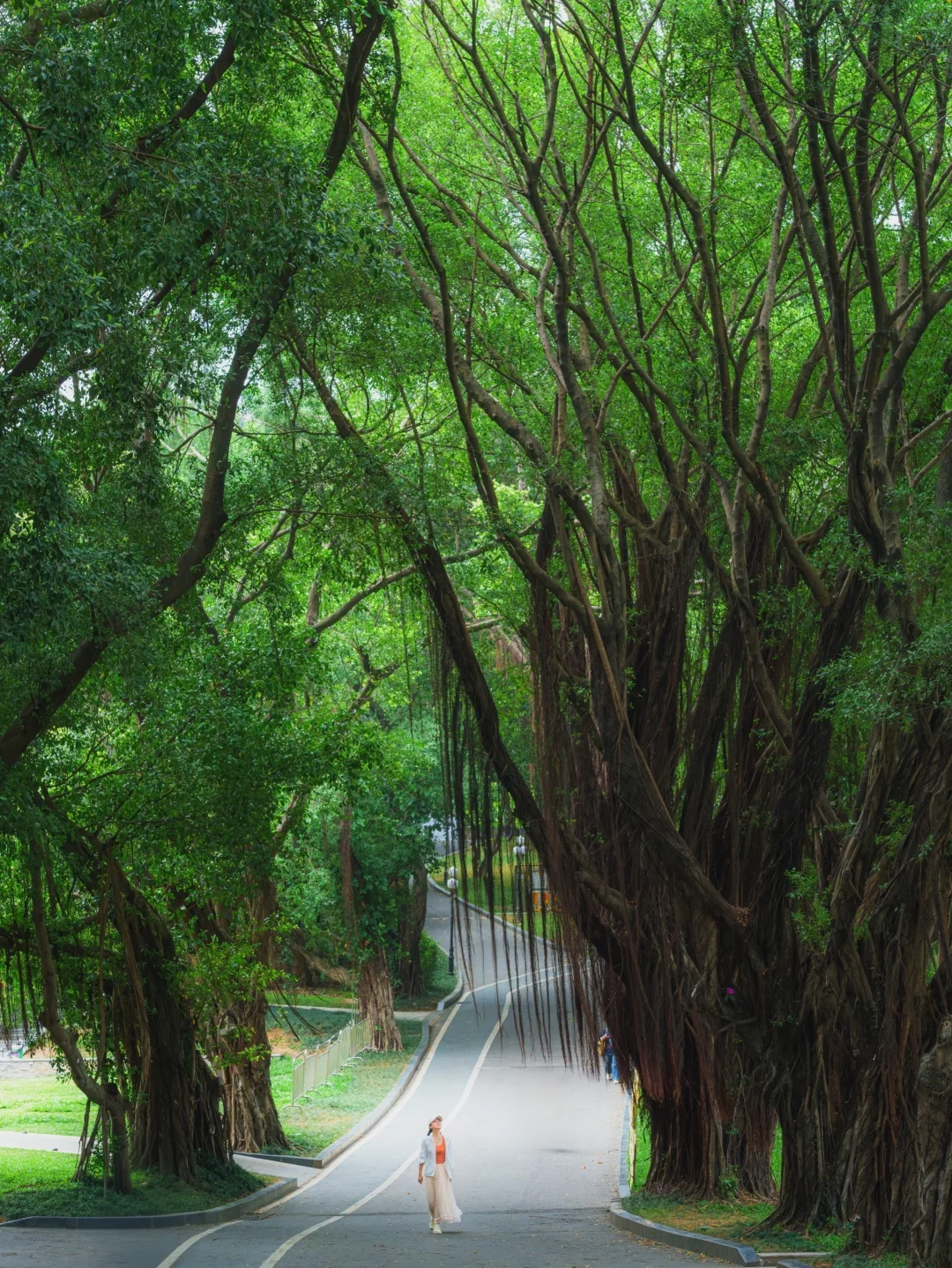 深圳colorwalk🍃9个适合阴雨天散步的公园