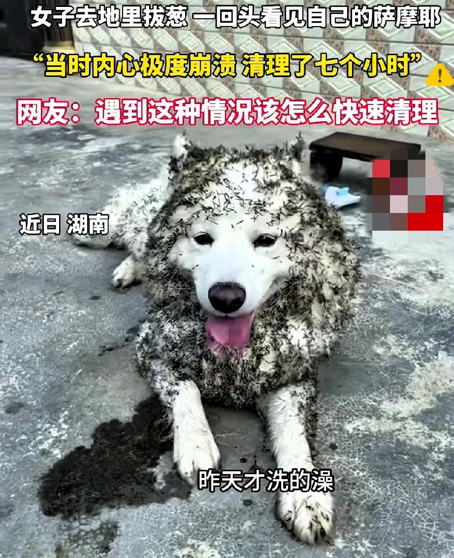 这萨摩耶点亮了新技能了吧！湖南女子拔个葱的功夫，回头就见自家白狗裹满杂草，昨
