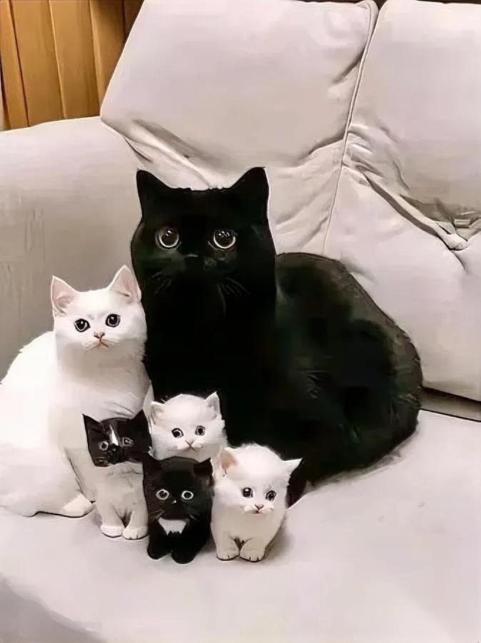 我家黑猫带回来个“媳妇”谁知几个月后出大事了！原本天天野在外面的黑猫，自从白