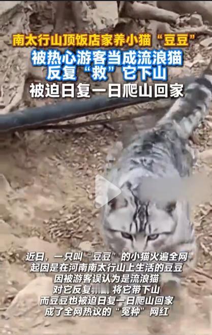 什么是好心办坏事？这就是！在河南南太行山上的山顶饭店有一只饲养的小猫喜欢在山上跑
