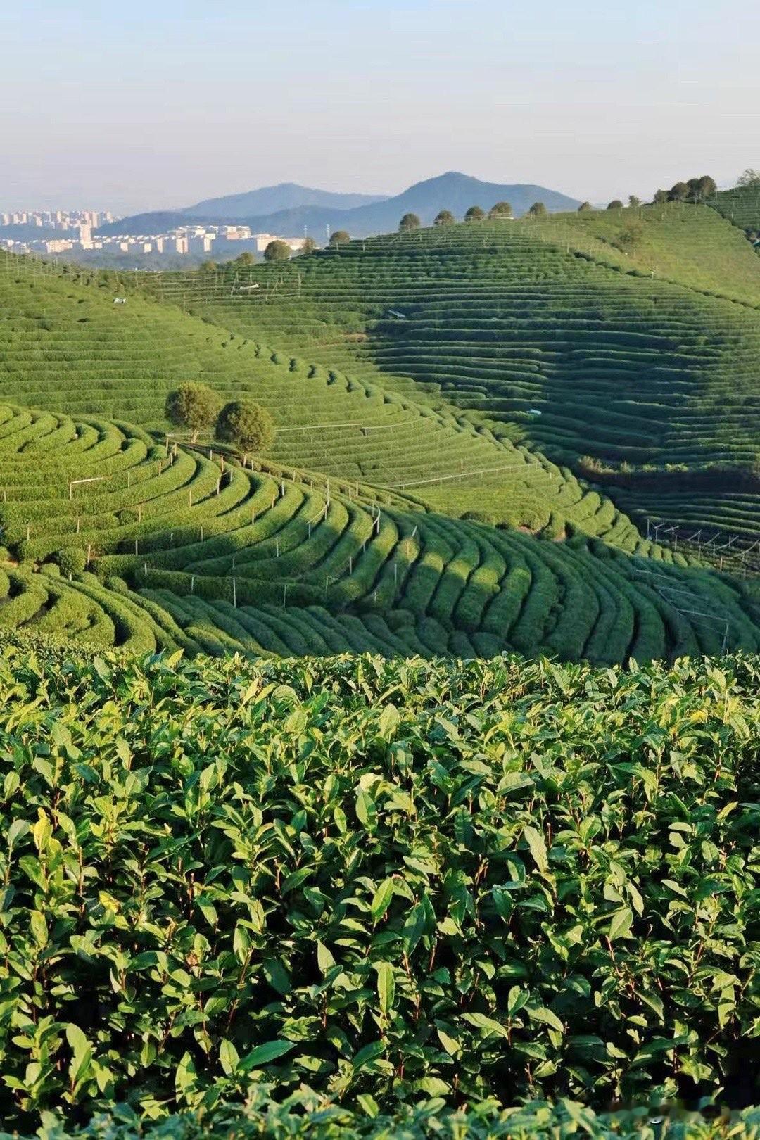 以前，父母很忙，孩子，基本是放养现在，父母很用心，孩子，基本上是圈养。以