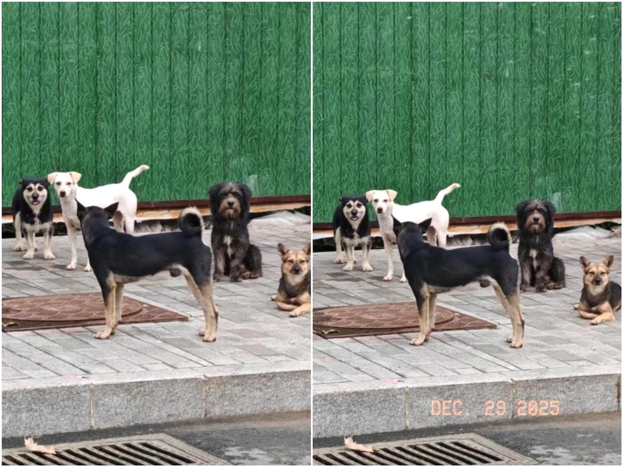 工地散伙饭那天，有人提议把天天蹭饭的流浪狗炖了下酒。这话一出，气氛瞬间微妙起