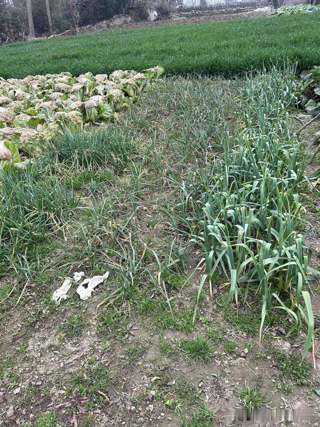 悄悄告诉你个秘密：尽量吃便宜的蔬菜、便宜的水果、便宜的粮食。