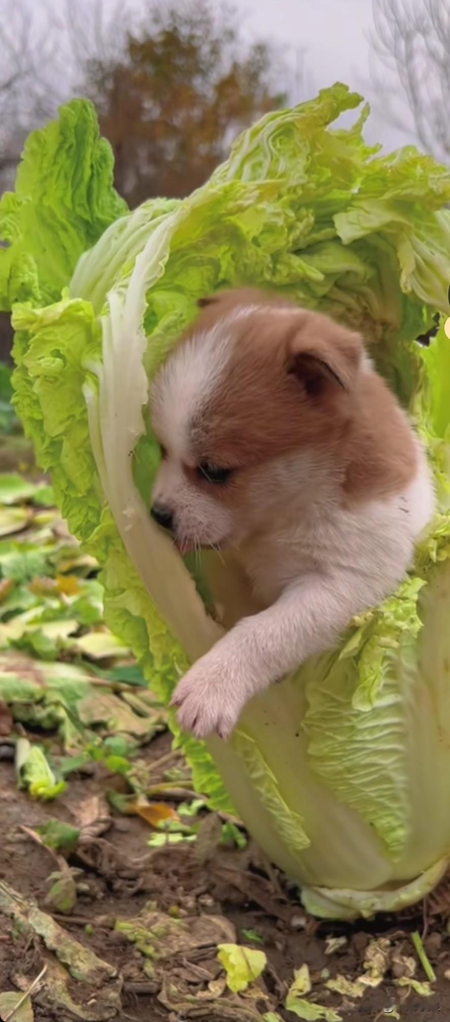 把一棵大白菜当成狗窝