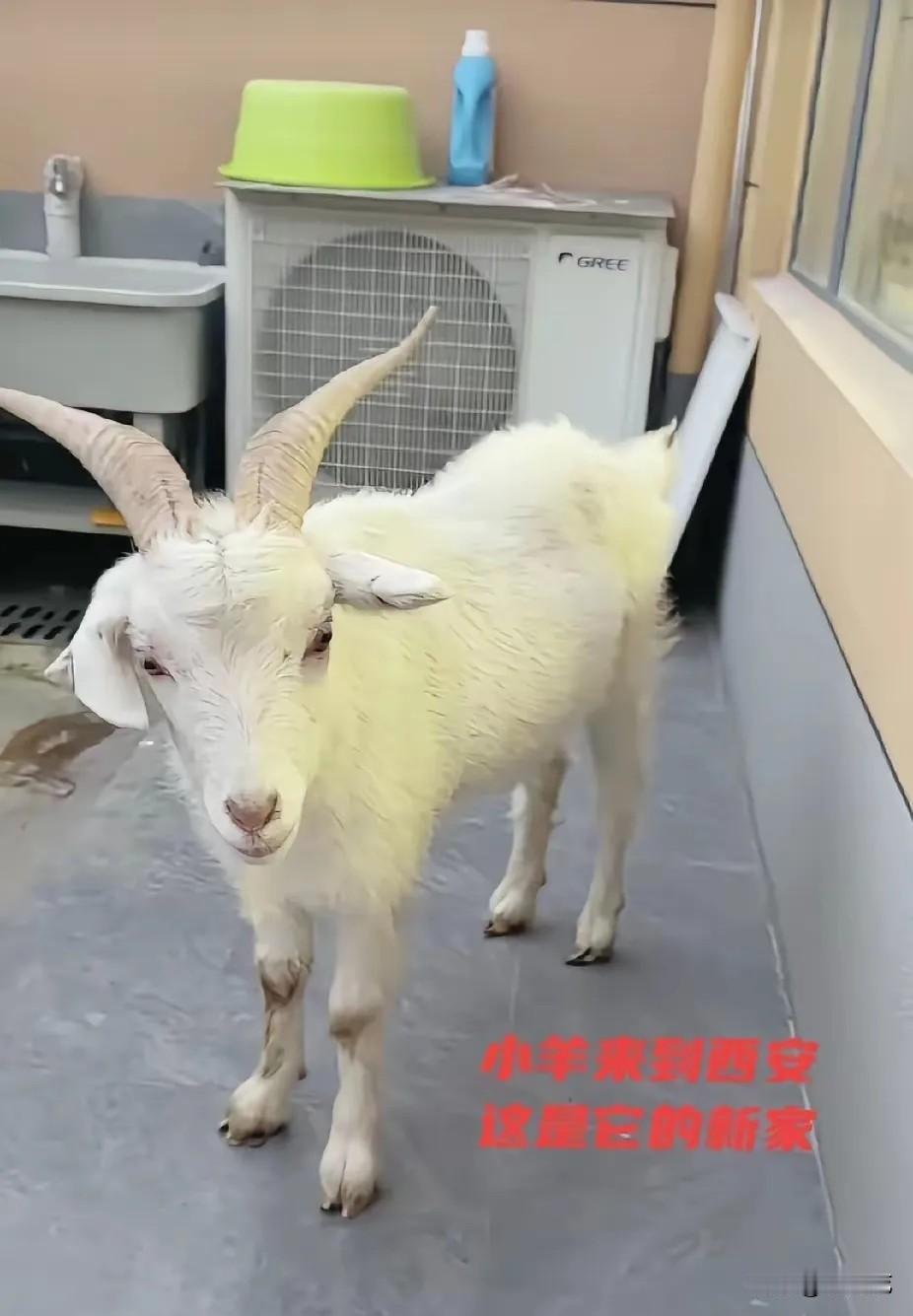 西安女孩带着内蒙古小羊坐了两天的车才回到家里。小羊对这个新家适应，很乖。而女孩家
