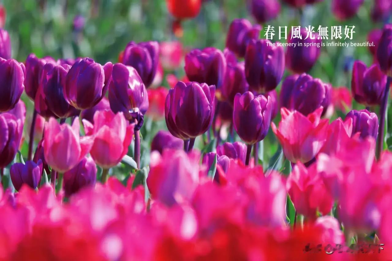 【母亲节的怀念】小时候，总觉得家是束缚，母亲的唠叨是无尽的枷锁，一心只想逃离，去