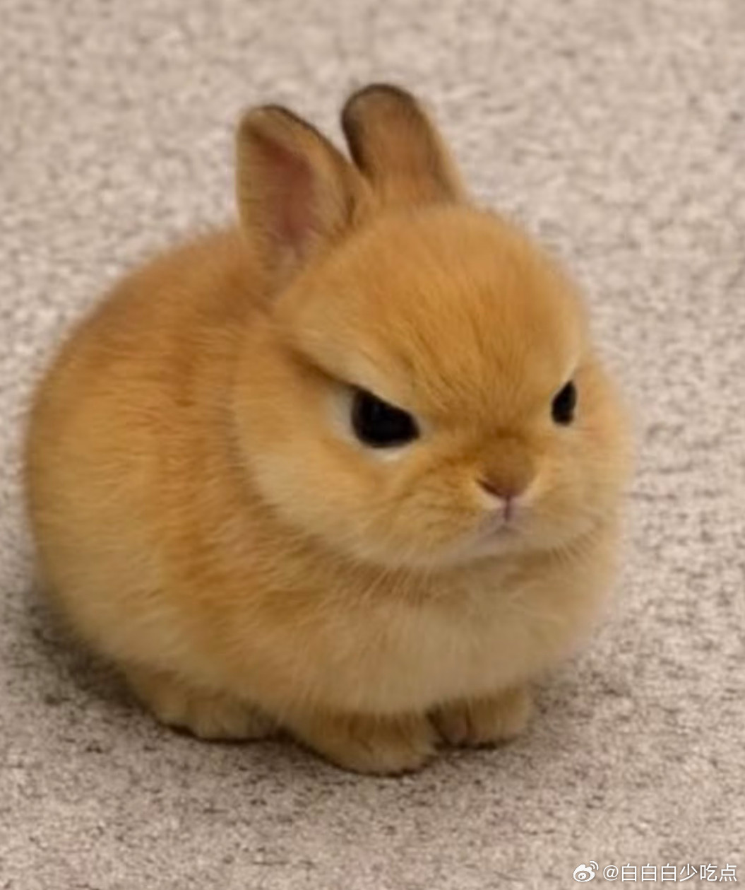 韩东君皱眉兔的时候，给我一个两张图的区别！