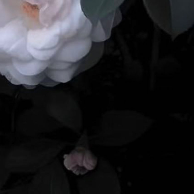 0000sorry我担就这么争气山茶花的种植方法：1.选苗与土壤：选择健康、