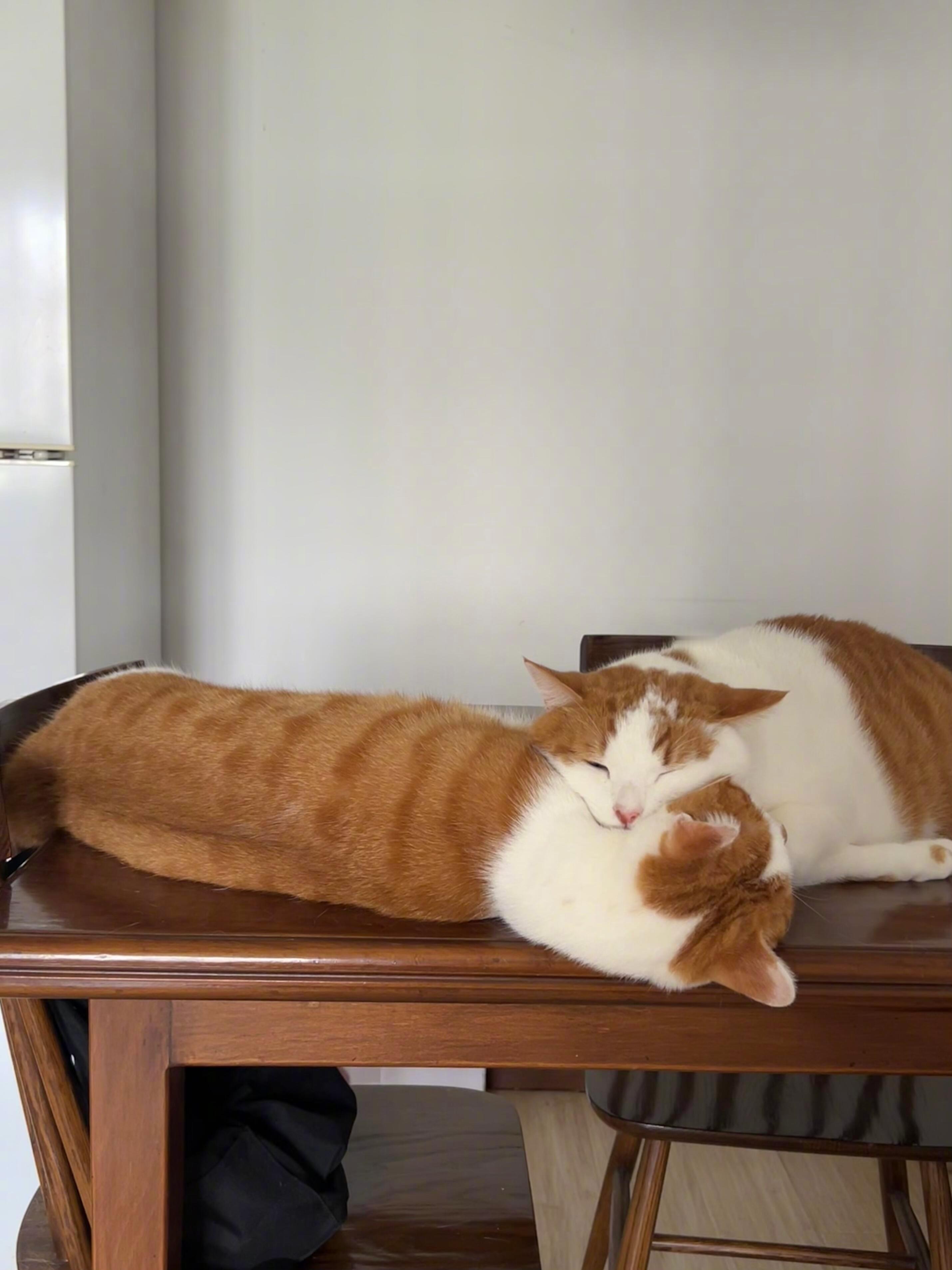 榫猫结构，稳定性良好​​​