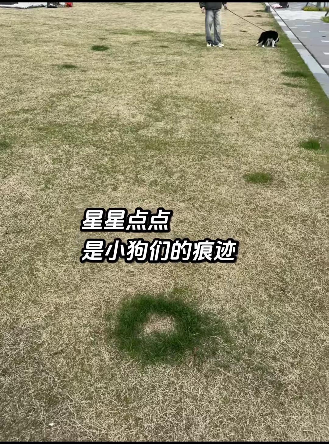 终于知道为什么小区或者公园里面草都是一圈一圈的了！这个在冬天转春天的时候尤为