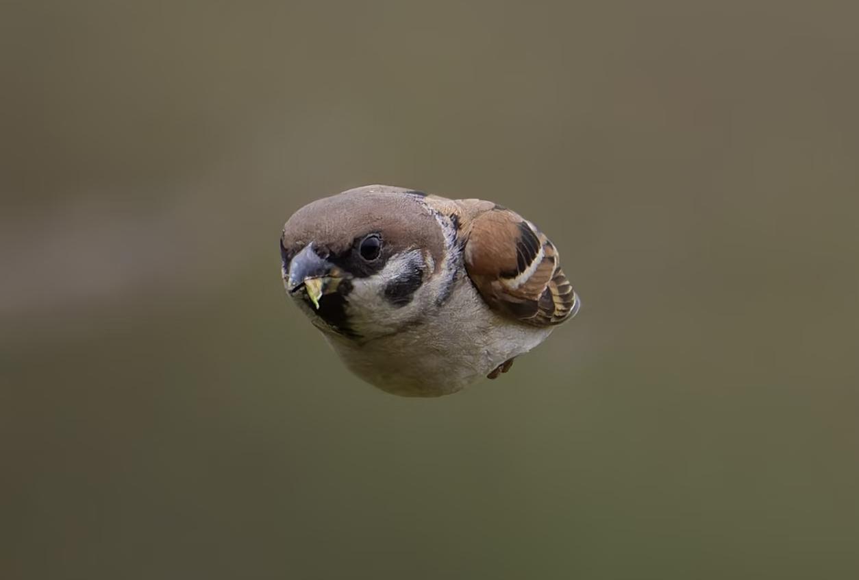 尼康Z9拍麻雀[呲牙笑][呲牙笑]