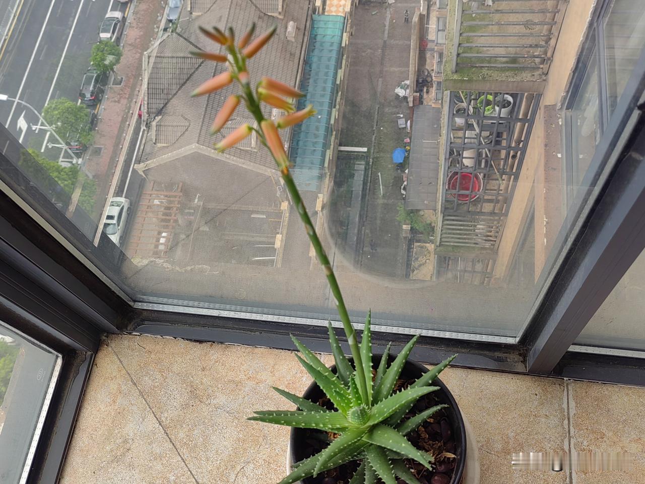 我家芦荟开花了，花期真长呀！从花骨朵到开花，感觉都开了大半个月了，淡粉色的花瓣，