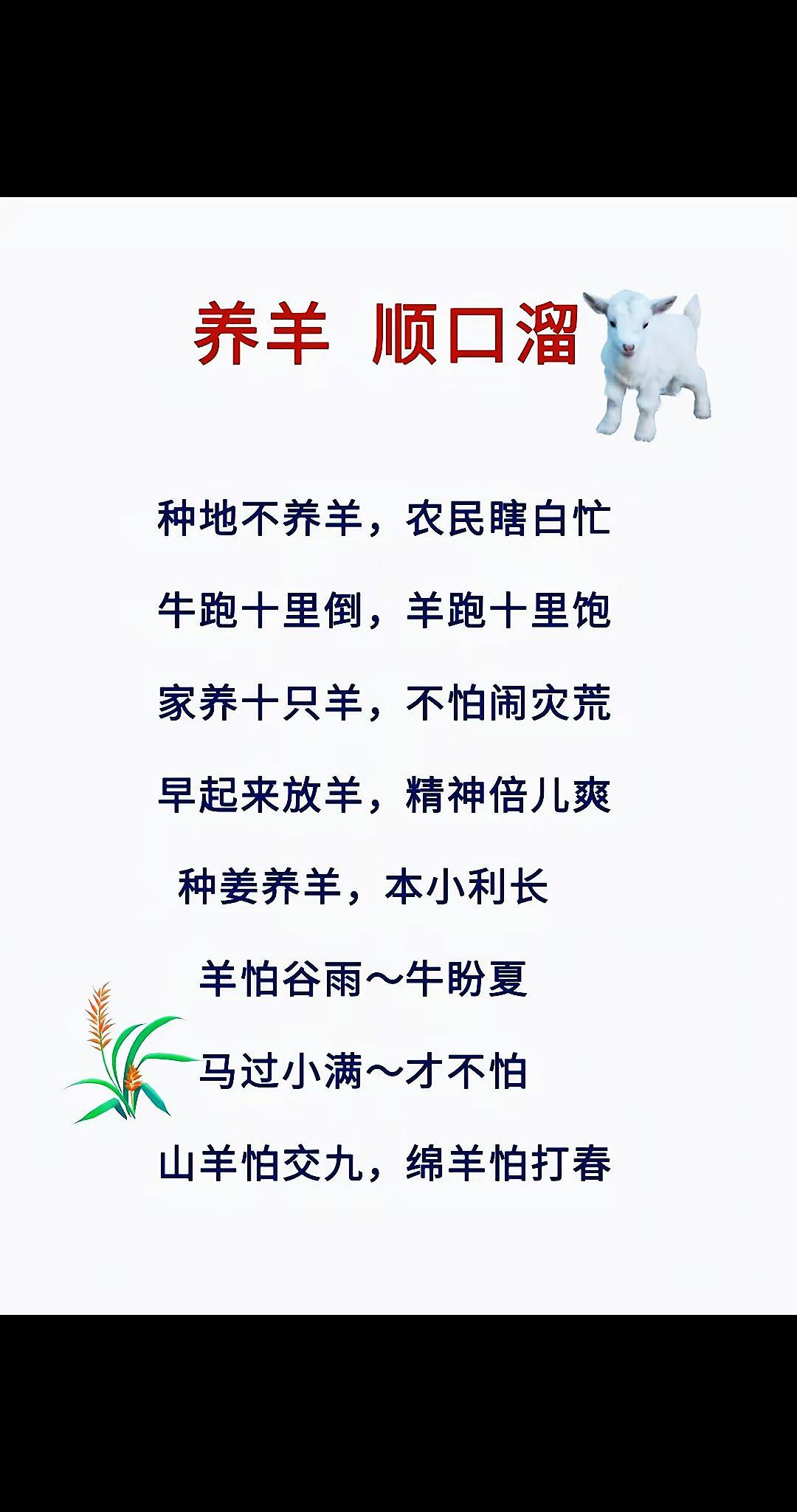 养羊人农村养羊牛羊养殖