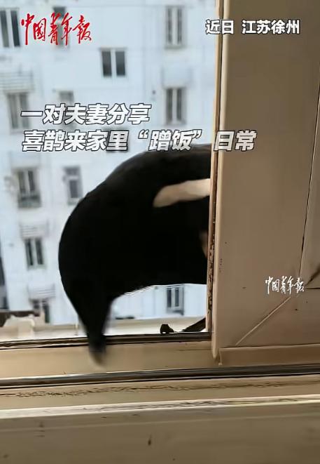 “万物皆有灵！”江苏徐州，一男子喜欢投喂小鸟，他无意间偶遇一只喜鹊，于是将随身携