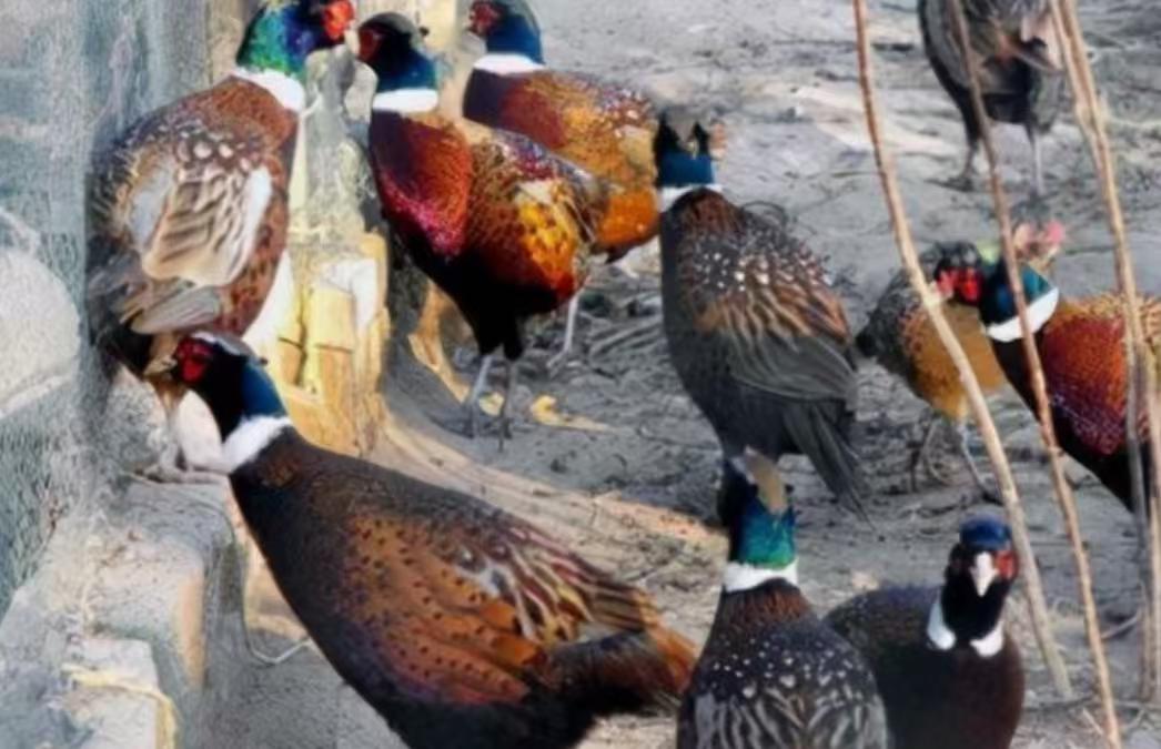 东北野鸡泛滥成灾，为何很少有人吃？当地农民直言：“别说吃了，我们甚至都不敢招惹它