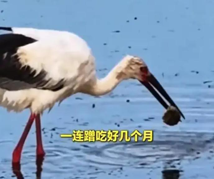 国家一级保护动物东方白鹳“赖上”扬州蟹塘，80多只“干饭王”日均消灭两千只螃蟹，