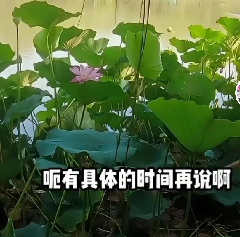 太开心了，柴桑大姐直播说呀，开会具体什么时候开会还不得而知，现在都在极力争取全力
