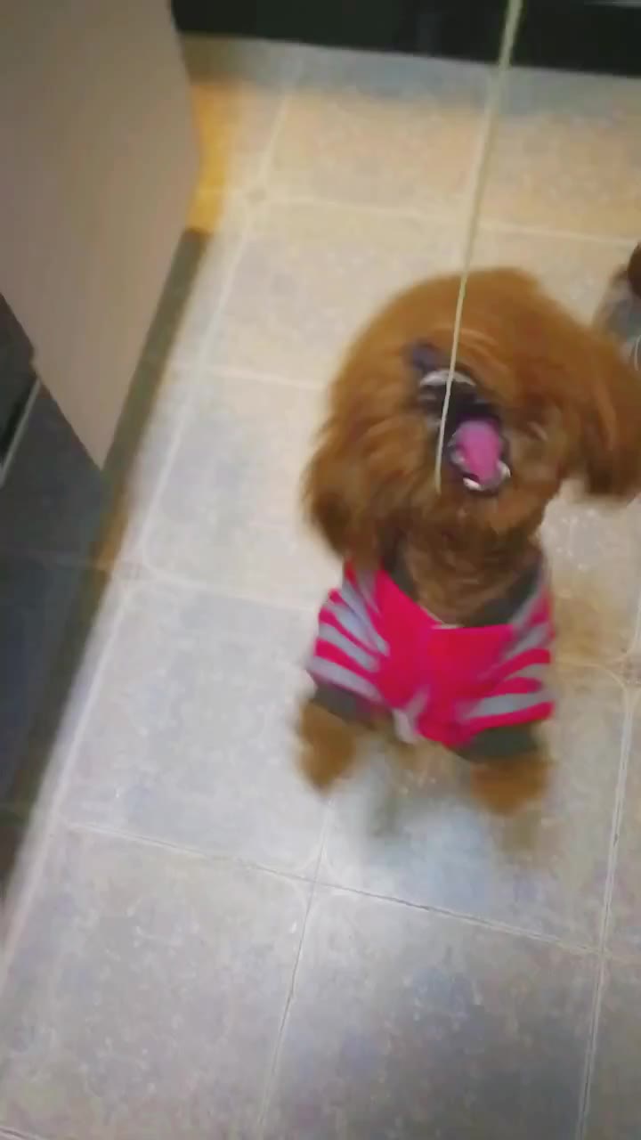 STOMP 破铜烂铁乐队表演《厨房》(kitchen)_土