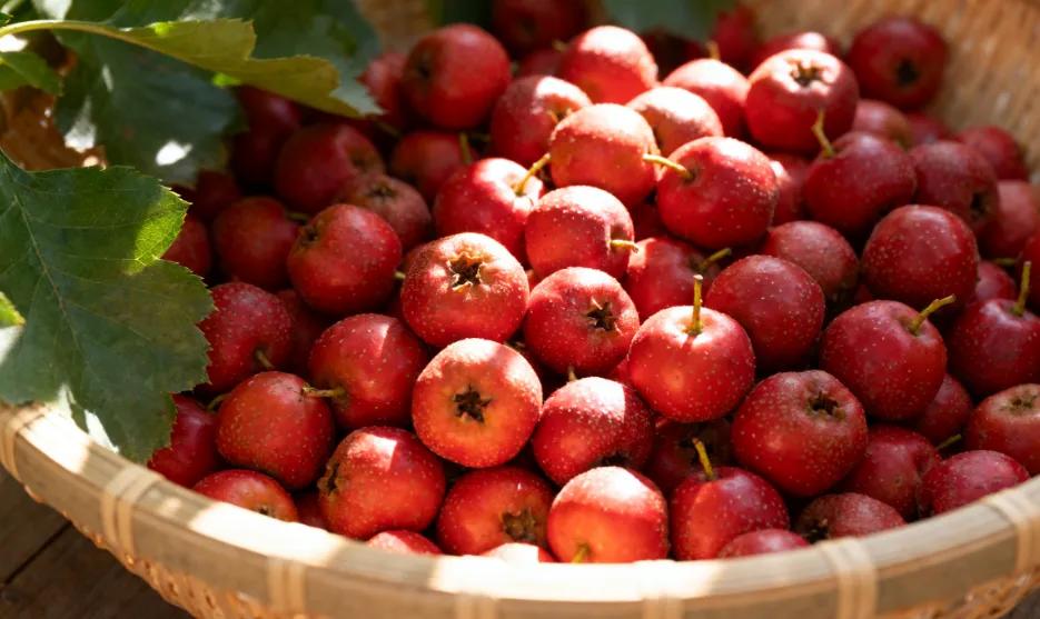 一味不起眼的中药材，却是血压的稳定器，降压、降脂、还降糖！大家好，我是中医张