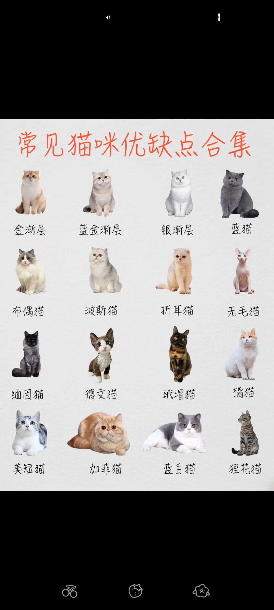 常见猫咪的优缺点合集！