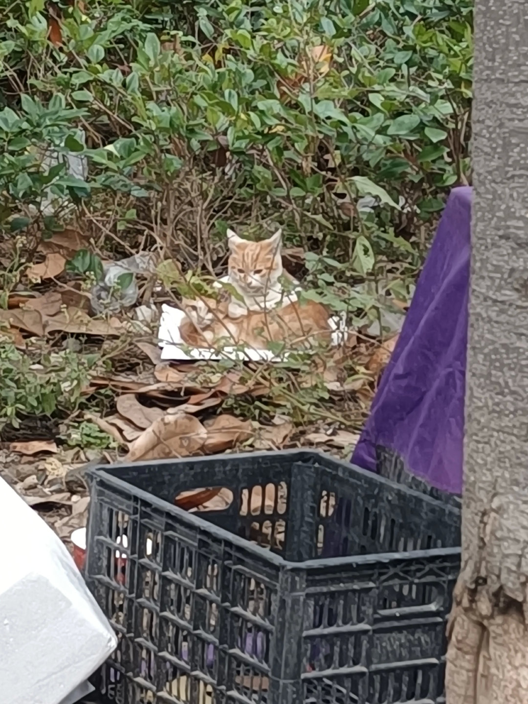两个流浪的小猫，虽然互相不认识，但是不妨碍他们成为朋友，在上海，寒冷的冬天，抱团