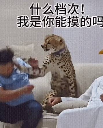 花豹的“双重人格”：主人在时乖巧，一出门就原形毕露