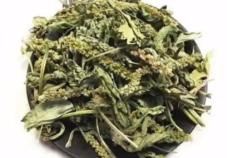 三伏天的车前草，救命宝，祛湿比薏米强10倍！三伏天一到，热得人像被窝里的馒头，