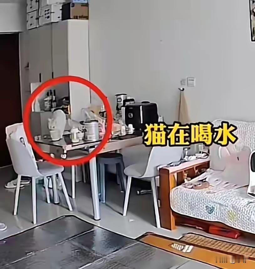 女子喜欢养猫，把猫咪当家人一样对待，直到她怀孕生孩子以后，她的老公便对他的
