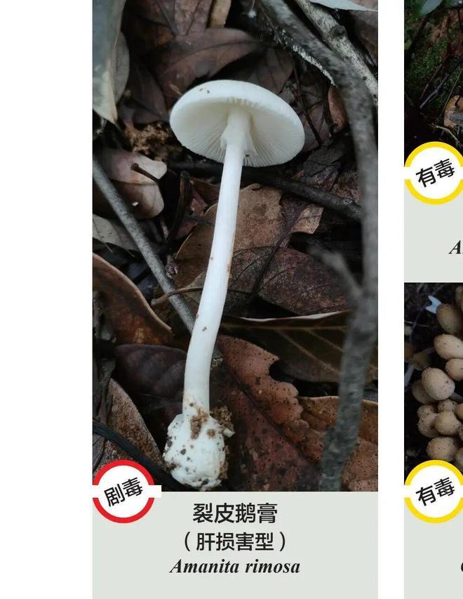 江苏，七旬老夫妻上山采摘野生蘑菇回家煮汤，当晚即上吐下泻被当肠胃炎治。发病第4天