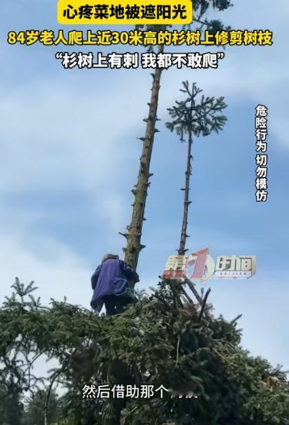 太吓人！5月6日报道，湖南84岁老人嫌树遮了菜地阳光，竟徒手爬上10层楼高的杉树