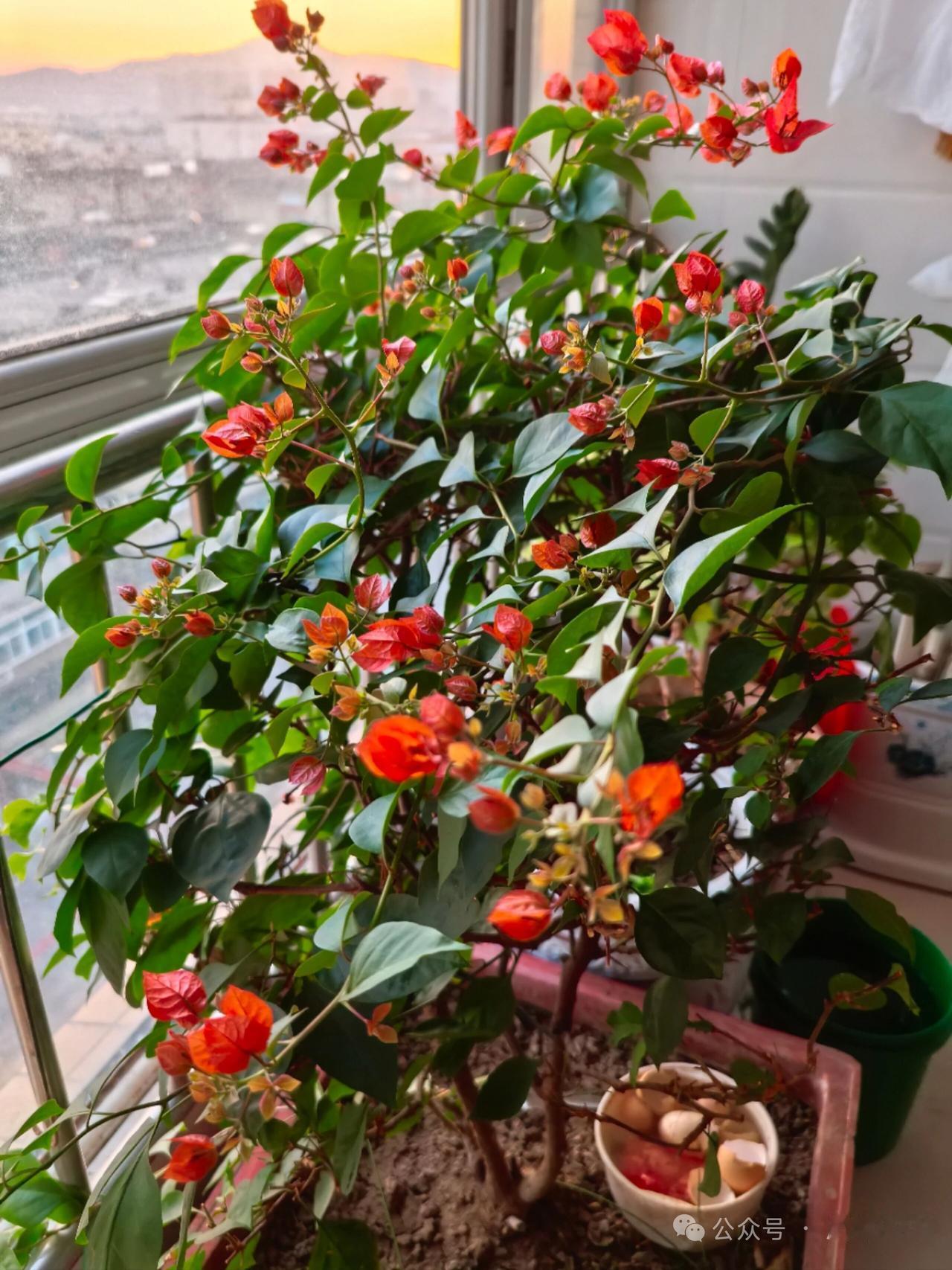 窗台上的绿植，生机勃勃，阳光洒满整个房间。