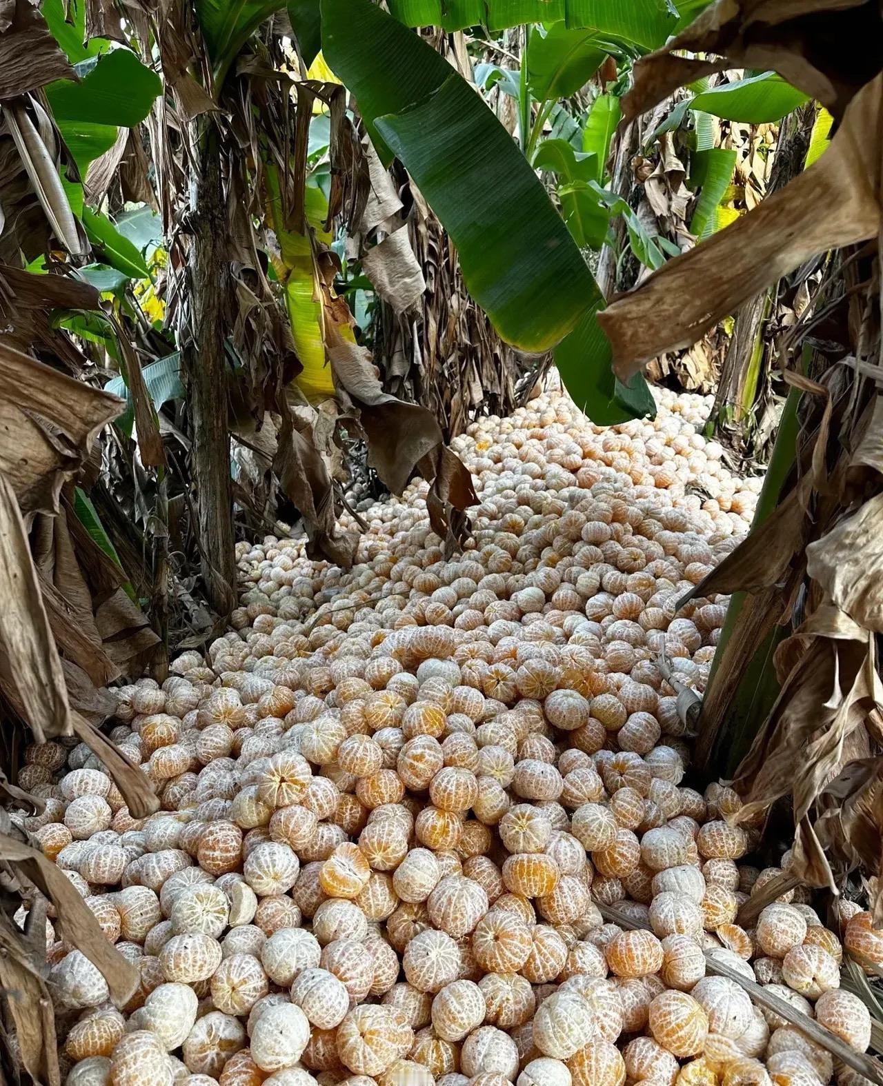 怎么这么多橘子啊